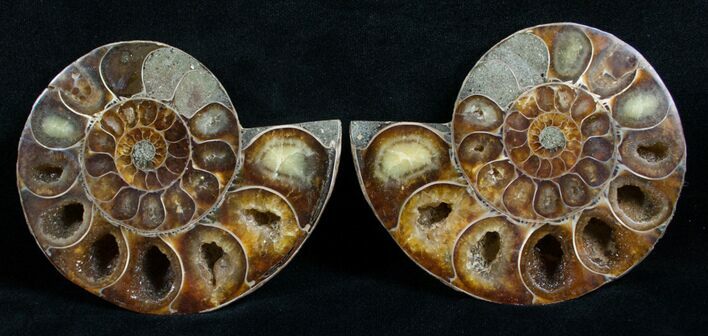 Cut & Polished Desmoceras Ammonite - #6323